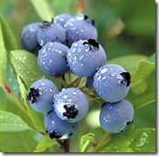 Blueberries