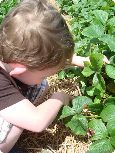 u pick strawberries Indiana 