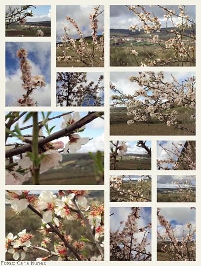 Quadro com fotos de amendoeiras em flor em Castelo Branco Mogadouro