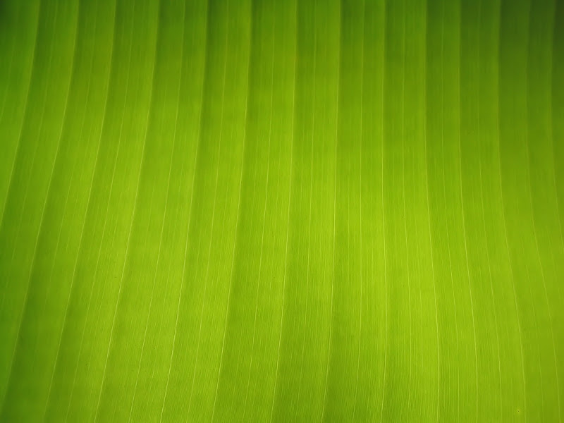Windows Vista desktop wallpapers-Windows Vista desktop wallpapers
