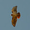 Red-tailed Hawk