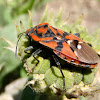 Chinche roja de campo, Harlequin bug
