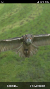 Flying Owl Live Wallpaper(圖8)-速報App