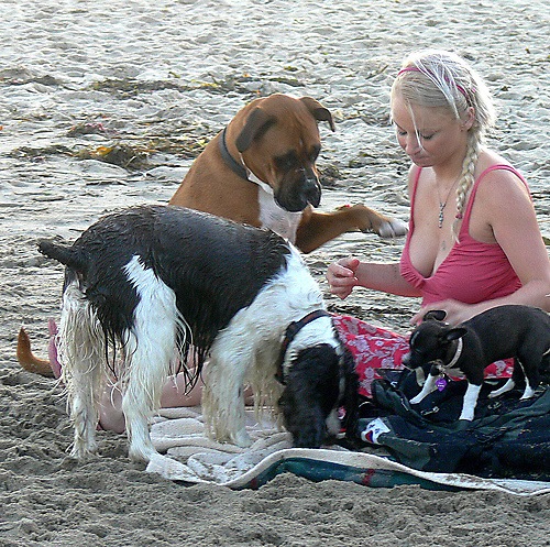 dog_busted_beach_staring_20100305_1651170483