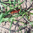 Pipevine Swallowtail Caterpillar (red phase)