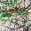 Pipevine Swallowtail Caterpillar (red phase)