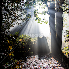 by Don Saddler - Landscapes Forests