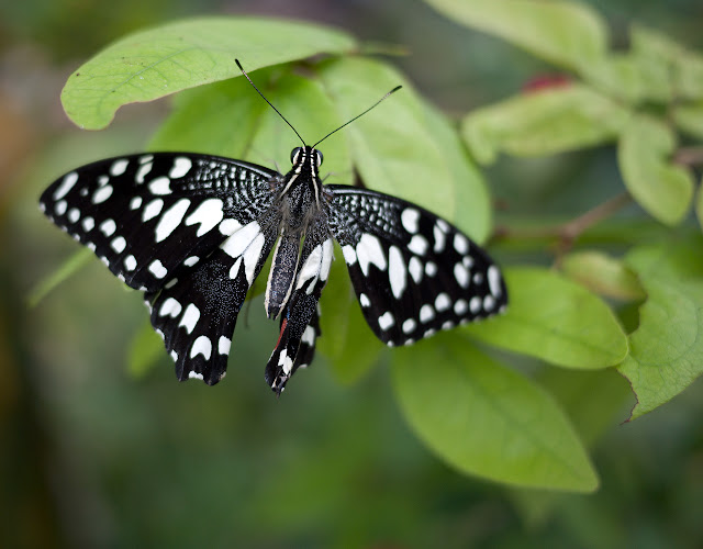 butterfly1.jpg