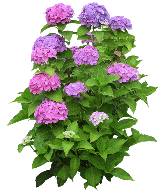 6_hydrangea3.png
