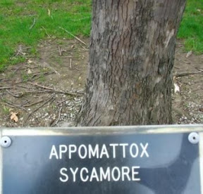 Appomattox sycamore