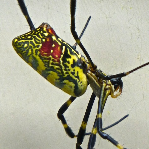 Jorō Spider Female Project Noah
