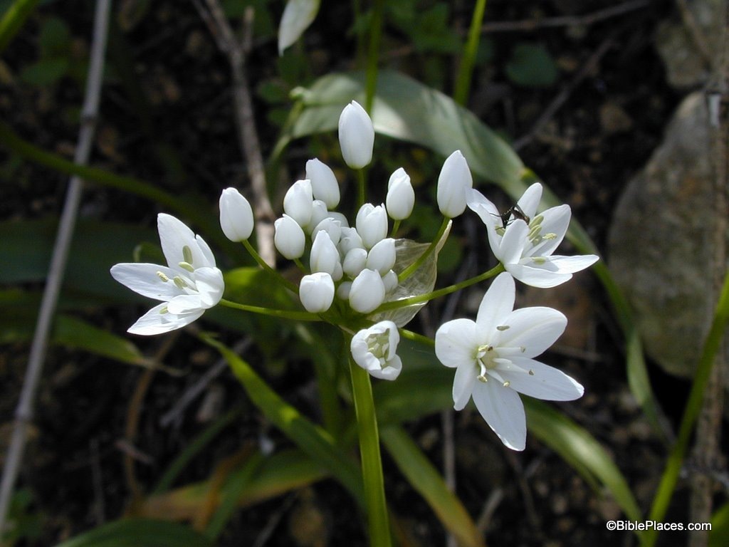 [Star of Bethlehem at Nahal Iyon, tb040400870[4].jpg]