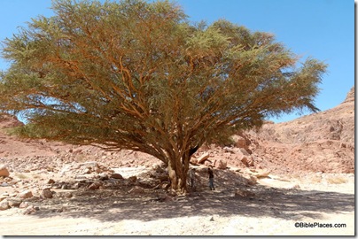 Acacia tree in Wilderness of Sin, tb032506825