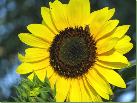 Sunflower 007