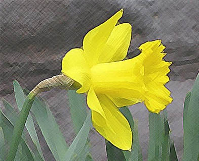 yellow daffodil crosshatch