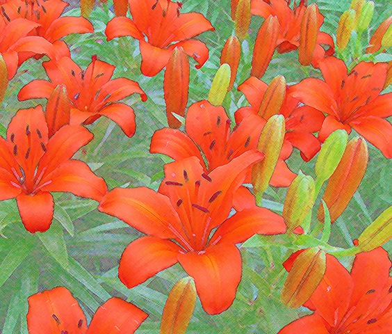 [lilies cropped multiple effects.jpg]