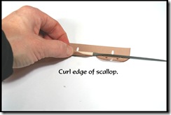 curl edge of scallop