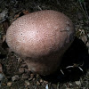 Puffball mushroom