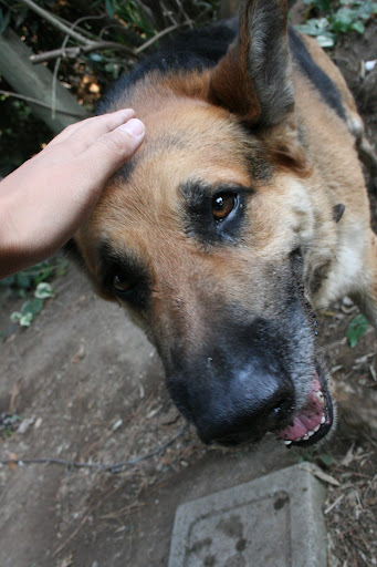 Alloy the dog