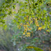DA 70mm F2.4 Limited