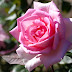 Voigtländer APO-LANTHAR 90mm F3.5 SL Close Focus