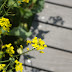 DA 70mm F2.4 Limited