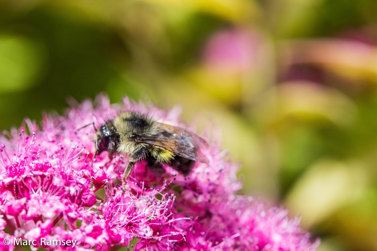 Yellow head bumblebee