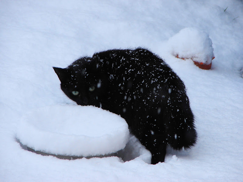 Snow%20Cat.JPG