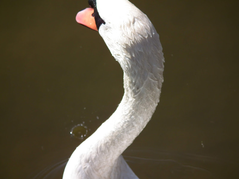 Swan%20and%20Drop%20of%20Water%20432.JPG