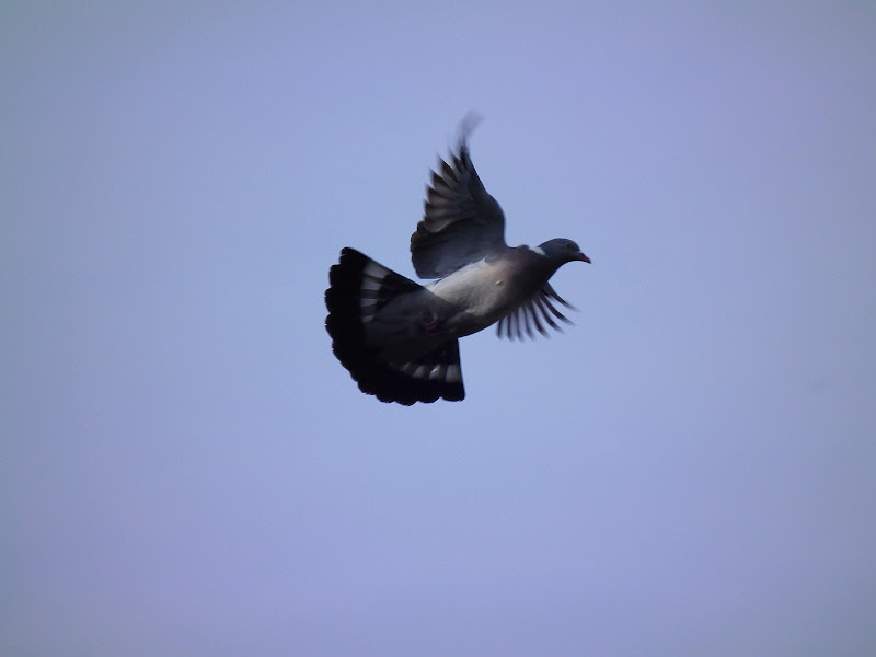 Wood%20Pigeon%20in%20Flight%20637.jpg