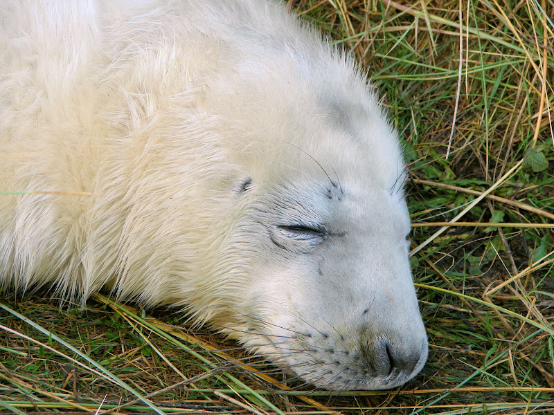 Grey%20Seals%20%2066.JPG