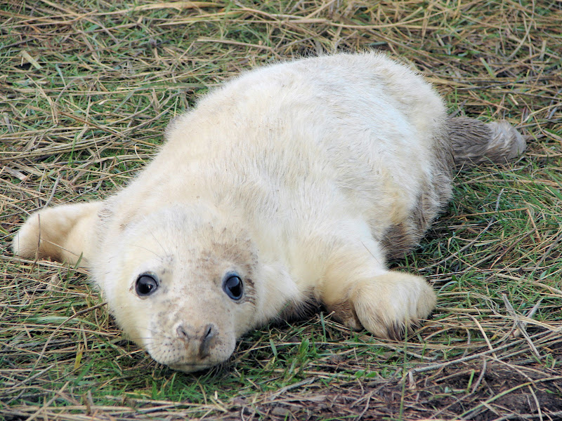 Grey%20Seals%20%2082.JPG