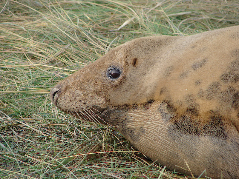 Grey%20Seals%20%2084.JPG