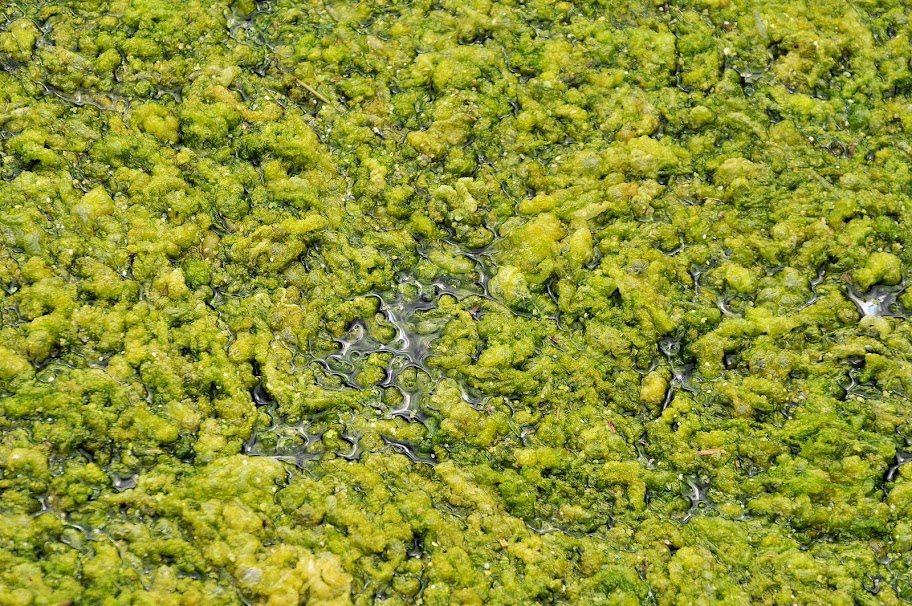 Green%20and%20Flat%202.jpg