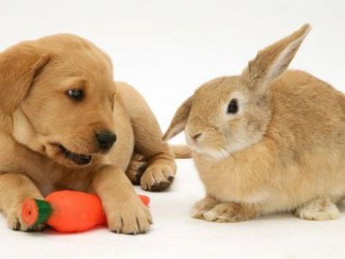 cute easter bunnies cartoon. cute easter bunnies cartoon.
