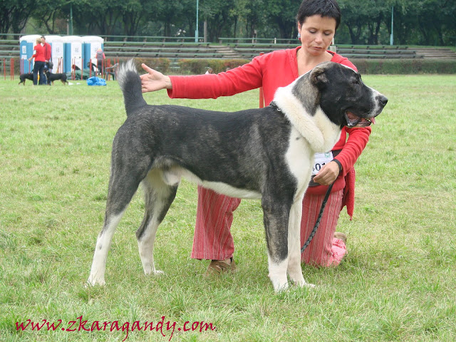 Purga%20293.jpg