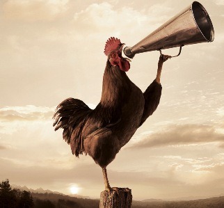 [goodmorning-rooster-crowing[3].jpg]