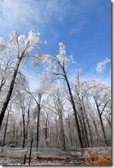 icestormtrees