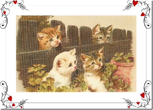 kitties by fence