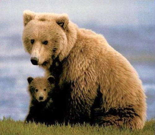 [mama-and-baby-bear[3].jpg]