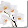 432-white_orchid_delight