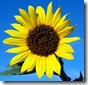 annual-sunflower