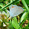 Eastern Tailed-Blue