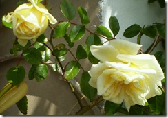 29 de abril rosas 004