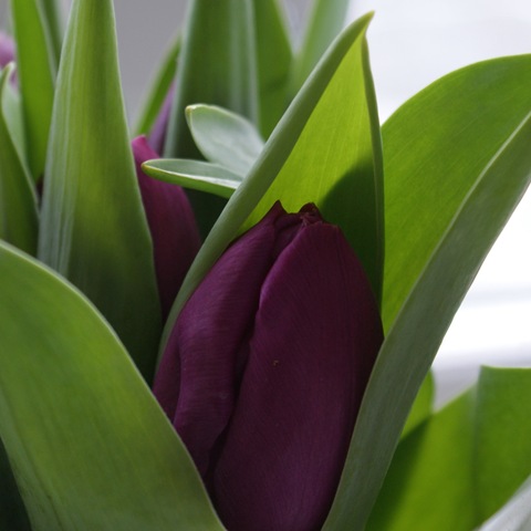 [tulipan[4].jpg]