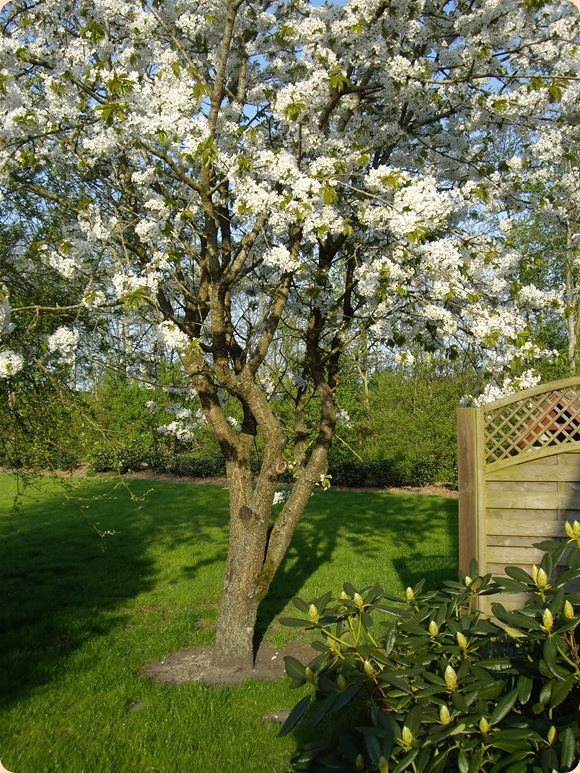 maj måneds æbletræ