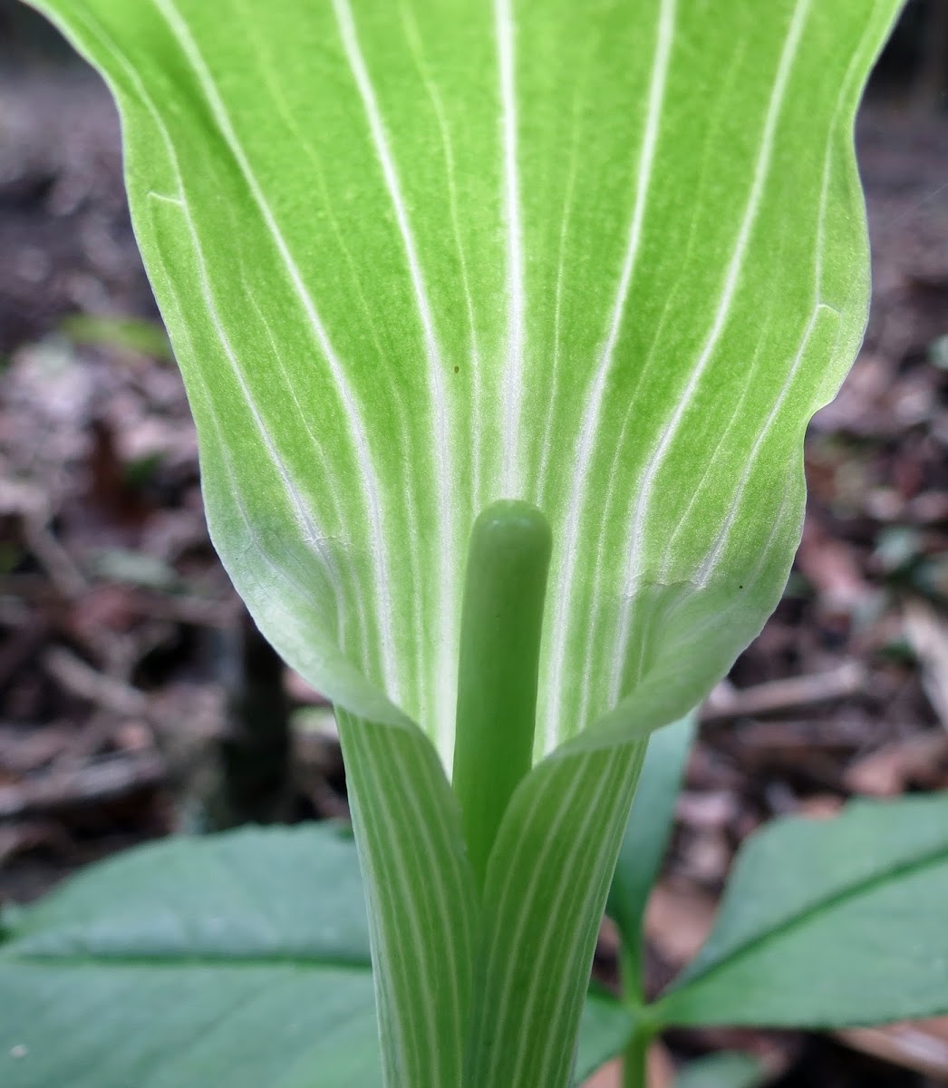 Jack-in-the pulpit