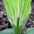 Jack-in-the pulpit