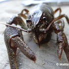 White-clawed crayfish