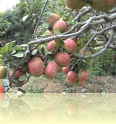 apel mill menggunakan apel berita terkini gambar video dan lama dalam ...